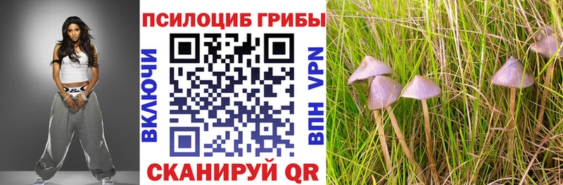 OMG ONION Камышин Псилоцибиновые грибы Psilocybine cubensis